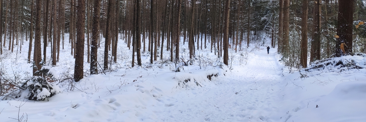 Nederlandse Sneeuw B